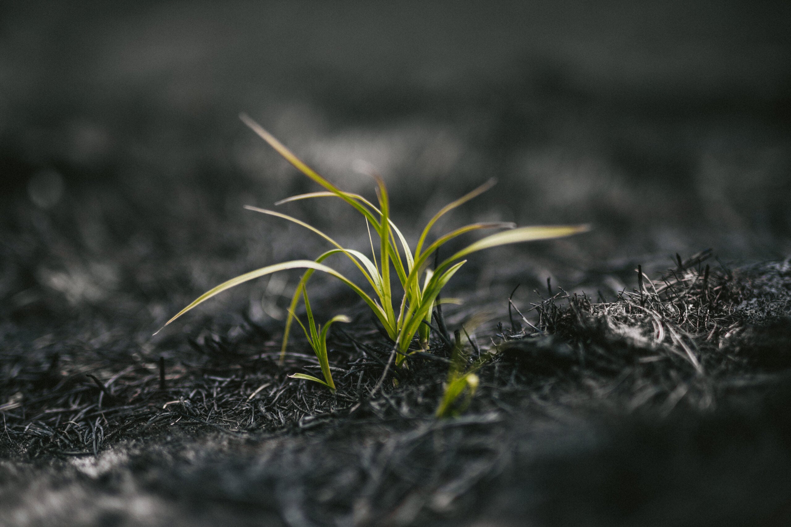 plant-life growing through the ashes in the aftermath of a large scale fire event.